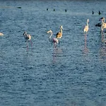 Galante Ii *